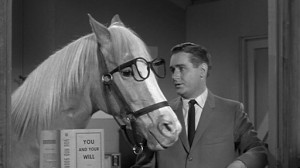Law School Breeds Hyper-Intelligent Horse Lawyers