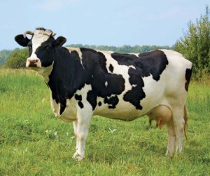 Udderly Scandalous: Cows of Vet School Release Topless Calendar