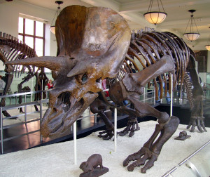 Skorton Announces Plan to Remove All Dinosaur Bones, Fun from Smithsonian