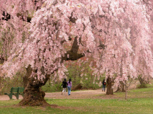 OP-ED: It’s a Fucking Tree. Just Keep Walking. I’m Late to Class.