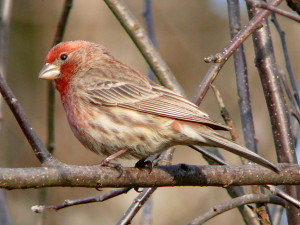 Lab of Ornithology Closes After Scientists Learn Everything About Birds
