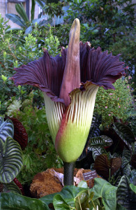 Cornell Botanists Say Smell Coming From Greenhouse Definitely Corpse Plant