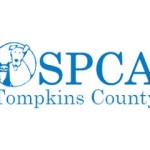 Girl in Sexy Kitten Costume Rescued by Local Animal Shelter