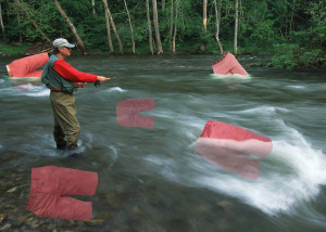 Salmon Shorts Migrate Upstream for Spawning Season