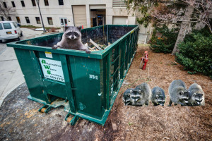 Line for Dumpster Behind Terrace Too Long for Local Raccoons