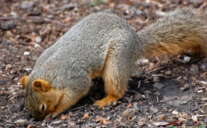 Campus Squirrel Contemplates Digging 1,500 Small Holes