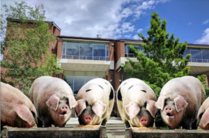 Cornell Addresses Dining Hall Overcrowding with New “Slop in a Trough” Feeding System
