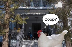 Chicken Sad, Confused Post Co-Op Rejection