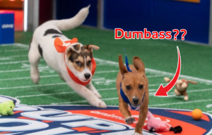  Fuck You Fido: Idiot Puppy Clearly Running The Wrong Way In Puppy Bowl