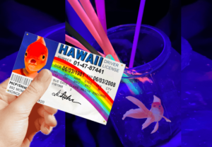 Nooz Explains: How To Sneak Your Homeless Goldfish into Level B